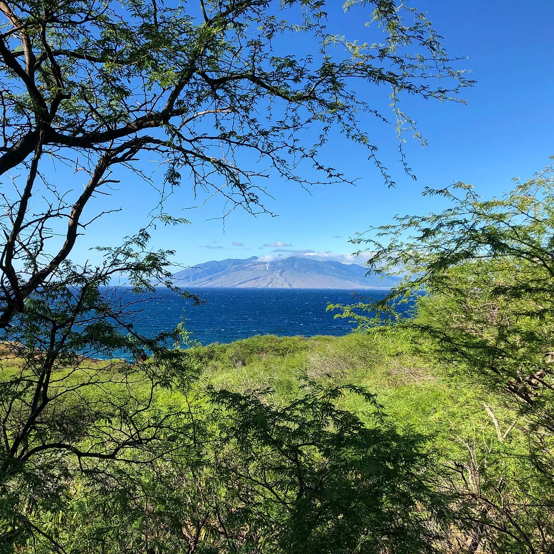 Ocean and mountains framed by trees